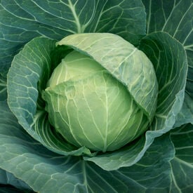 Headstart, (F1) Cabbage Seeds