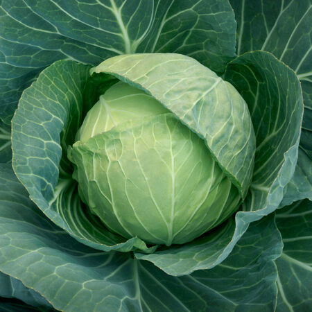 Headstart, (F1) Cabbage Seeds - Packet image number null
