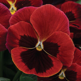 Red with Blotch Spring Grandio, (F1) Viola Seeds