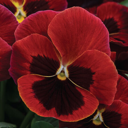 Red with Blotch Spring Grandio, (F1) Pansy Seeds - Packet image number null
