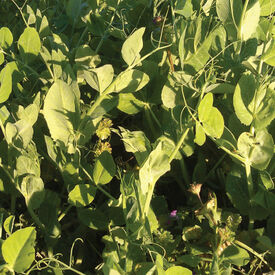 Secada Forage Pea, Legumes