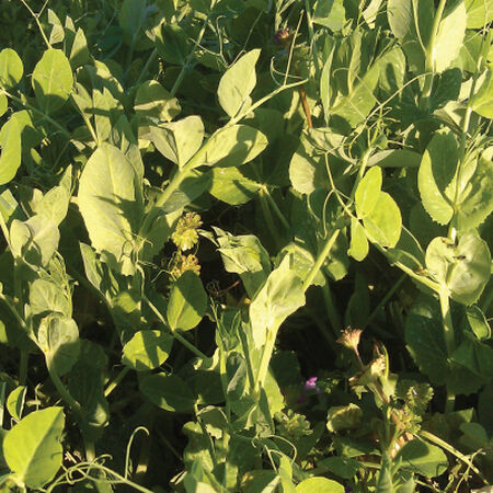 Secada Forage Pea, Legumes - 1 Pound image number null