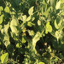 Secada Forage Pea, Legumes - 1 Pound thumbnail number null