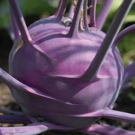 Purple Vienna, Kohlrabi Seeds