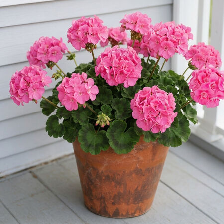 cement plant pots Vela Cement Rock Planter 14