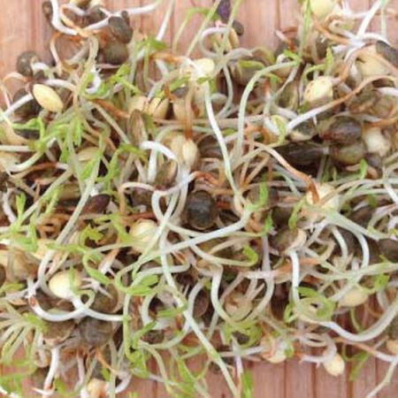 French Lentil, Sprout Seeds - 1/4 Pound image number null