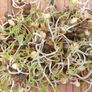 French Lentil, Sprout Seeds - 1/4 Pound thumbnail number null