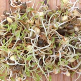 French Lentil, Sprout Seeds