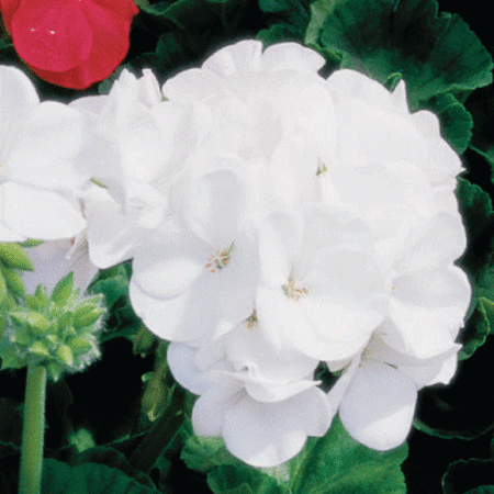 White Maverick, Geranium Seeds - Packet image number null