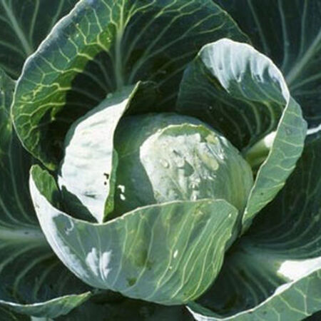 All Seasons, Cabbage Seeds - 1 Pound image number null