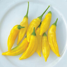 Lemon Drop, Pepper Seeds