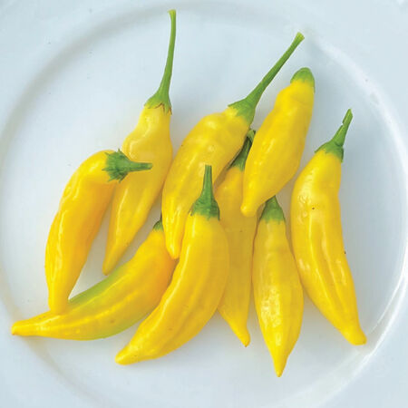 Lemon Drop, Pepper Seeds - Packet image number null