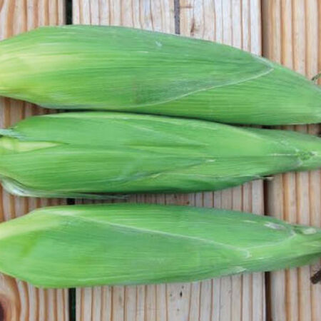 Bodacious, Corn Seed - Packet (1 oz.) image number null