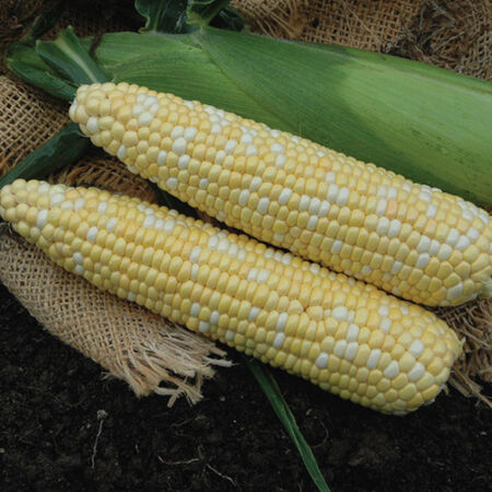 Kickoff XR, (F1) Corn Seed image number null