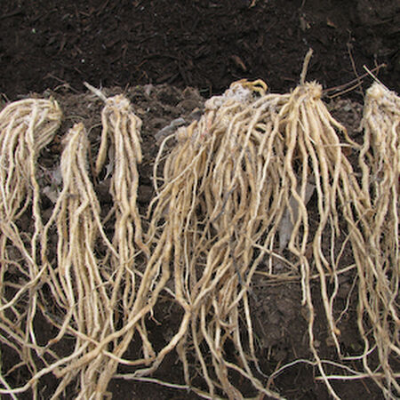 Jersey Giant, (F1) Asparagus Roots image number null