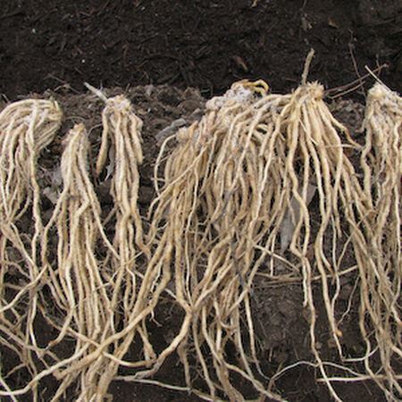 Purple Passion, Asparagus Roots - 100 Crowns image number null