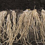 Purple Passion, Asparagus Roots - 10 Crowns thumbnail number null