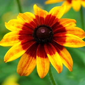 Gloriosa, Daisy Seeds