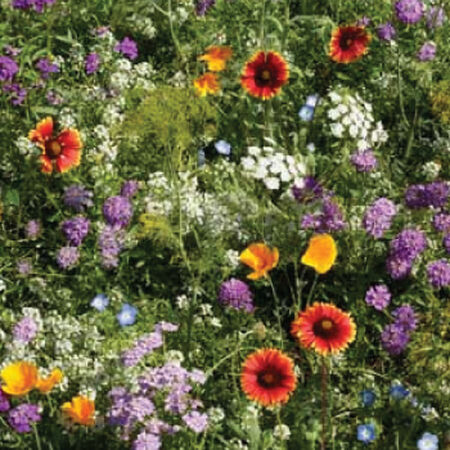 Beneficial Insectary Blend, Wildflower Seed - 1 Ounce image number null