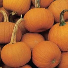 Spookie, Pumpkin Seeds