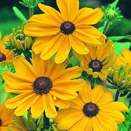 Indian Summer, Rudbeckia Seeds - Packet image number null