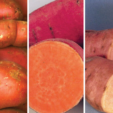 Sweet Potato Mix, Potato Slips - 75 Potato Slip Mix image number null