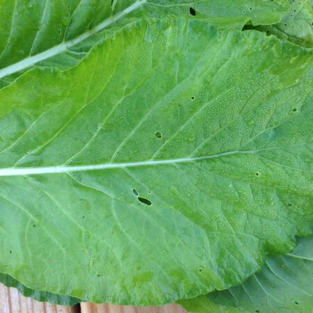 Tendergreen, Mustard Seeds - Packet image number null
