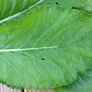 Tendergreen, Mustard Seeds - Packet thumbnail number null