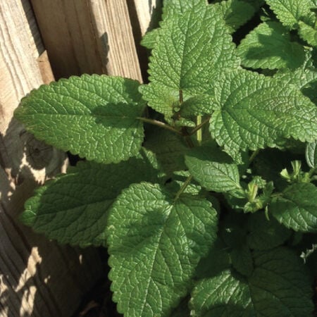 Common, Lemon Balm Seeds - Packet image number null