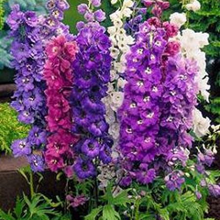 Magic Fountains, Delphinium Seeds - Packet image number null