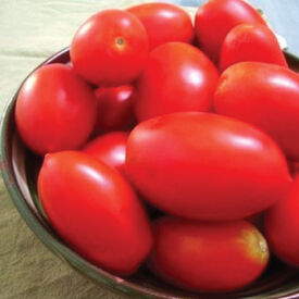 Rio Grande, Tomato Seeds