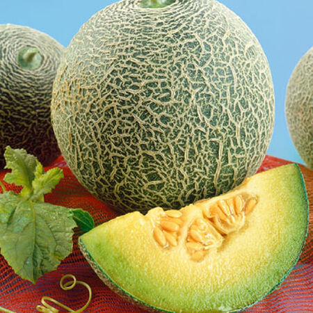 Rocky Ford Green Flesh, Cantaloupe Seeds - 1/4 Pound image number null