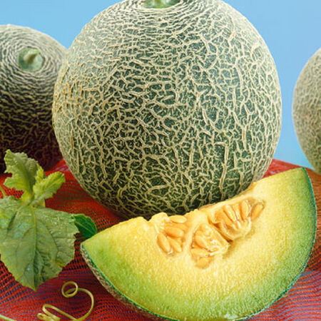 Honeydew Green Flesh Melon