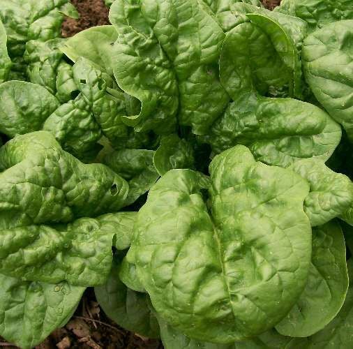 Urban Farmer Bloomsdale Spinach Seeds - Thumbnail 2