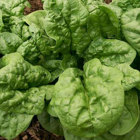 Bloomsdale, Organic Spinach Seeds image number null