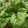 Bloomsdale, Organic Spinach Seeds thumbnail number null