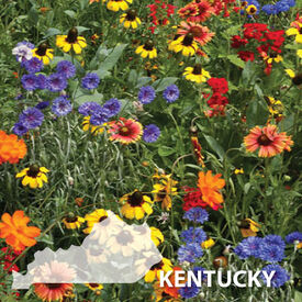 Kentucky Blend, Wildflower Seed
