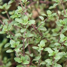 Vulgaris, Thyme Seed