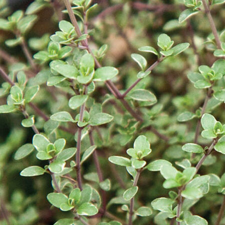 Vulgaris, Thyme Seed - Packet image number null