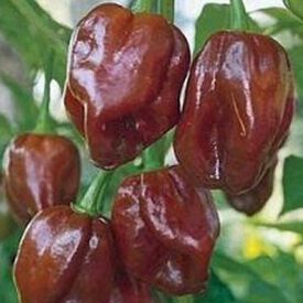 Chocolate Habanero, Pepper Seeds