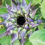 SunFill™ Purple, (F1) Sunflower - 100 Seeds thumbnail number null