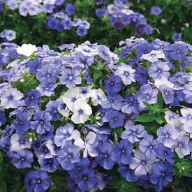 Moody Blues, Phlox Seed