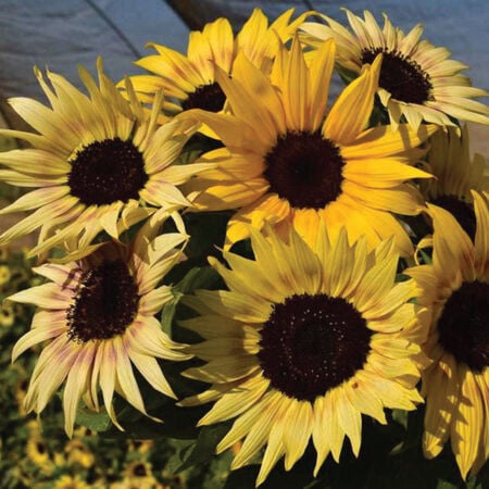 Tinies, (F1) Sunflower Seeds - Packet image number null
