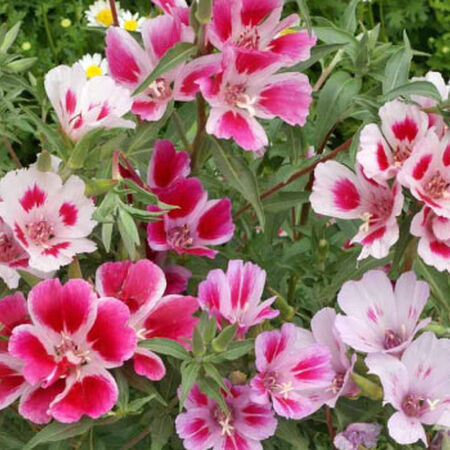 Dwarf Godetia, Clarkia Seeds - Packet image number null