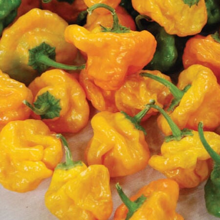 Yellow Scotch Bonnet, Pepper Seeds - Packet image number null