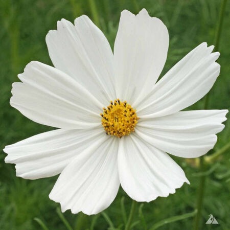 Purity, Cosmo Seeds - 5 Pounds image number null