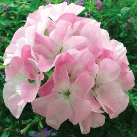 Appleblossom Maverick, Geranium Seeds - Packet image number null