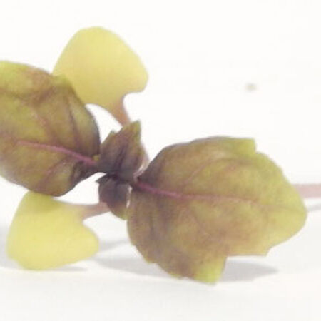Dark Opal Basil, Microgreen Seeds - 1/4 Ounce image number null