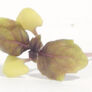 Dark Opal Basil, Microgreen Seeds - 1/4 Ounce thumbnail number null