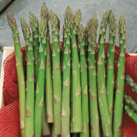 Jersey Giant, (F1) Asparagus Roots